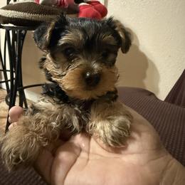 Light green boy - Black and tan male Yorkshire Terrier puppy in Pomona, California from Lunio's Yorkies