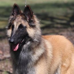 Belgian Tervuren from Bab Hanna