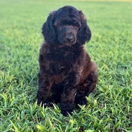 Eleanor - Black female Poodle puppy in Vilonia, Arkansas from Liberty Valley Poodles