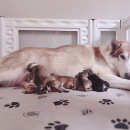 Boy 4 - male Native American Indian Dog puppy in Green Creek, North Carolina from NAID Preservation Project: Corn Moon Medicine Dogs