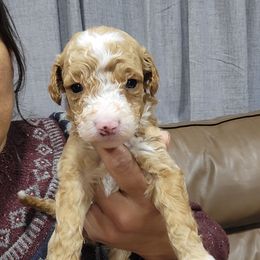 Caleb - Apricot male Goldendoodle puppy in Milwaukwe, Wisconsin from Wisconsin Doodles