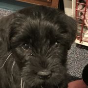 Standard Schnauzer Puppies from Stahlkrieger Standard Schnauzers