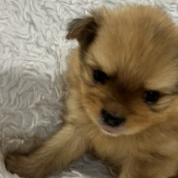 Pomeranians from Pom Frenzy
