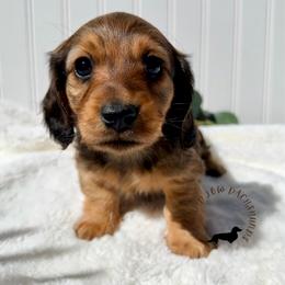 Shaded Red - Red male Dachshund puppy in Nampa, Idaho from Long_and_Low_Dachshunds