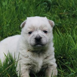 Clint - Blue speckled male Australian Cattle Dog puppy in Redding, California from Macushla Kennel