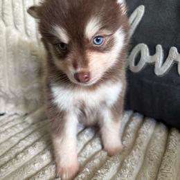 Pyra - Chocolate female Pomsky puppy in Valparaiso, Indiana from Valparaiso Pomskys