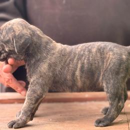 Pumpkin pie - Black female Cane Corso puppy in Ranger, Texas from Luna Rossa Cane Corso