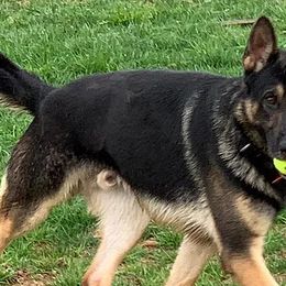 Dutch Shepherds and German Shepherds from KnightWatch K-9