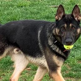 Dutch Shepherds and German Shepherds from KnightWatch K-9