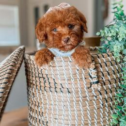 Athene - Red  female Goldendoodle puppy in Iola, Texas from Supreme Doodles of Texas