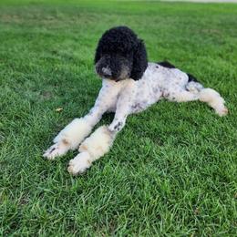 CeCe - Poodle