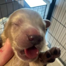 Honey  longhair cream girl - Cream female Dachshund puppy in Casselberry, Florida from Amore Mini Dachshund Breeders & More