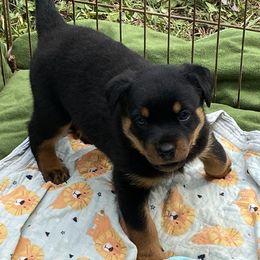 German Shepherd, Pembroke Welsh Corgi, and Rottweiler Puppies from Blitzenhaus Working Dogs