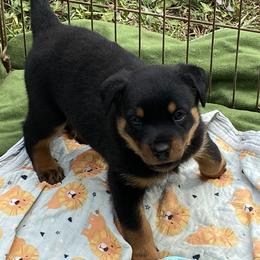 German Shepherd, Pembroke Welsh Corgi, and Rottweiler Puppies from Blitzenhaus Working Dogs