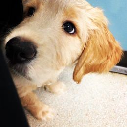Bearded Retriever, Goldendoodle, and Labradoodle Puppies from Traverse City Doodles