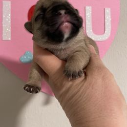 Girl 2 - French Bulldog puppy in Columbus, Georgia from Blessed and Boujee Frenchies