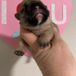 Girl 2 - French Bulldog puppy in Columbus, Georgia from Blessed and Boujee Frenchies