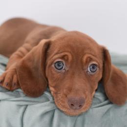 Rusty AKC - Red male Dachshund puppy in Coweta, Oklahoma from Sunnyside Dachshunds