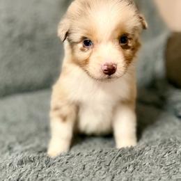 Nova - Red merle female Australian Shepherd puppy in Athens, Texas from Ricochet Corgis