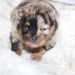 Moon - Blue merle female Pomeranian puppy in Danielsville, Georgia from PassionatePomPoms