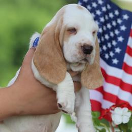 Basset Hound and Pembroke Welsh Corgi Puppies from Northstar Corgis and Basset Hounds
