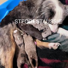 Miniature Australian Shepherd All Grown Up from ST Forest Aussies