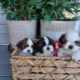 Shih Tzu Puppies from Tiny Bubbles Shih Tzus