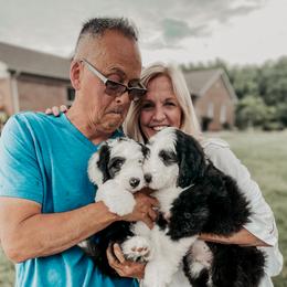 Sheepadoodle Puppies from DOODCompany
