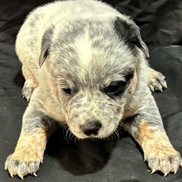 L64-05 - Blue mottled male Australian Cattle Dog puppy in Sheridan, Oregon from 6pk Cattledogs