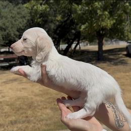 Isabella Base Cream Extreme Piebald Longhair Female - Cream female Dachshund puppy in Killeen, Texas from Southern Dachshunds
