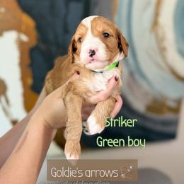 Striker - Red  male Goldendoodle puppy in Orangevale, California from Ugly Dad Doodles