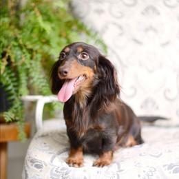 Penelope - Dachshund
