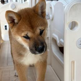 Shayla - Red female Shiba Inu puppy in Elizabeth, New Jersey from Shiba Inu Loving Care