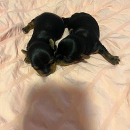 Miracle - Black and tan female Yorkshire Terrier puppy in San Diego, California from Rubiez Yorkiez