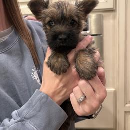 Cairn Terrier Puppies from Hoosier Cairn Terriers