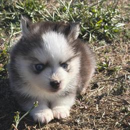 Cooper - Lavender male Pomsky puppy in Mc Minnville, Oregon from West Coast Pomskies