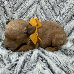 Stubby - Apricot male Goldendoodle puppy in Ankeny, Iowa from Iowadoodles2love
