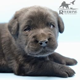 Boy 1 - Black Labrador Retriever puppy in Viroqua, Wisconsin from Riverine Retrievers