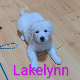 Golden Retriever puppies from All by grace goldens