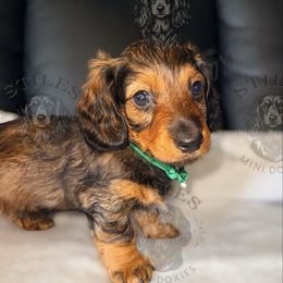 Dark green - Sable male Dachshund puppy in South Fulton, Tennessee from Stiles' Mini Doxies