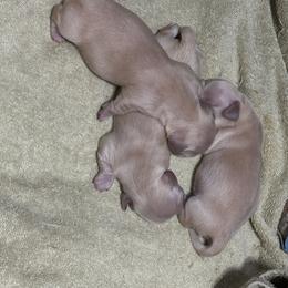 Boy 1 - Cream male Dachshund puppy in Collinston, Utah from RSP Mini Doxies
