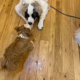 Pyrenean Mastiff All Grown Up from Bella Dulce