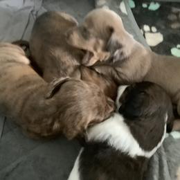 Dachshund Puppies from Bella’s Puppies