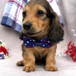Jenga - Red female Dachshund puppy in Michigan from Hidden Haven Dachshunds