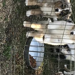 Australian Shepherd Puppies from Soggy Bottom Farms