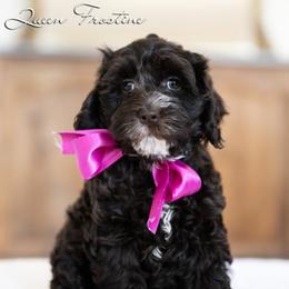 Girl 2 - female Australian Labradoodle puppy in Salem, Oregon from Hunterberry Hill Labradoodles