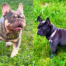French Bulldog puppies from MarvelousFrenchies