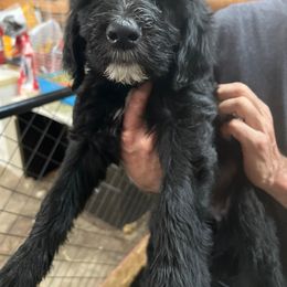 Chewy - Black and white Sheepadoodle puppy in Eleva, Wisconsin from Molly’s Doodles