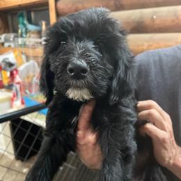 Chewy - Black and white Sheepadoodle puppy in Eleva, Wisconsin from Molly’s Doodles