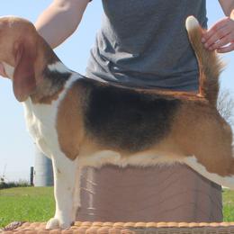 Chaseley - Beagle